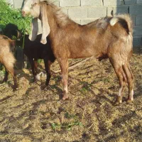 بز پاکستانی کاموری ونری دورگ کاموری