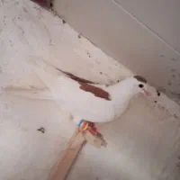 کفتر صید|پرنده|شیروان (خراسان), |دیوار