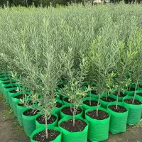 نهــال کنسروالیا، محصولی مقاوم، سودی همیشگی|گل و گیاه طبیعی|اردبیل, |دیوار