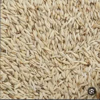زنگ بزن جو و کاه جو میفروشم قیمت ۵۳