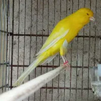 رسمی بلند ماده