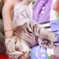 اسکاتیش فولد