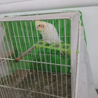 عروس هلندی نر