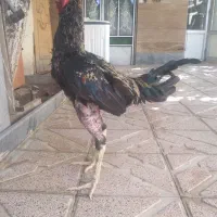 خروس لاری ۱۰ ماهه
