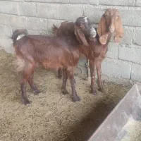 تیشتر.بز.برای داشت