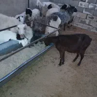 فروش دو راس بز مورسیا از شرکت فهرج جفتی ۳۸ تومن