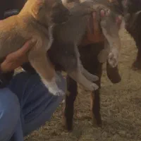 توله گله ای و نگهبان|سگ|تربت جام, معدآباد|دیوار