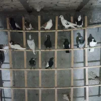 کفتر|پرنده|فاروج, |دیوار