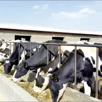 اجاره-گاوداری