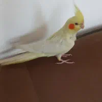 عروس  هلندی|پرنده|نرماشیر, |دیوار