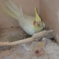 سلام  دوتا عروس هلندی  برای فروش