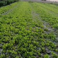 نشای کاهو بذر خوب|خدمات باغبانی و درختکاری|کردکوی, |دیوار