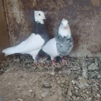 کبوتر طوقی|پرنده|شیراز, شیخ علی چوپان|دیوار