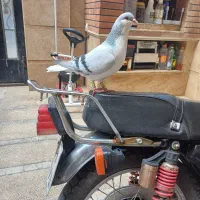 کوبدرنگ کبوتر