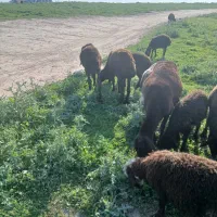 تعداد توقلی ماده زیر قوچی افشار