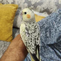 عروس هلندی گمشده