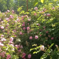 فروش گل محمدی