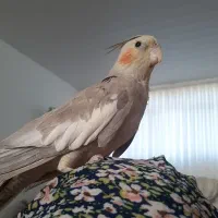 عروس هلندی باهوش