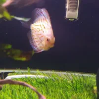 دیسکس سالم|ماهی|زابل, |دیوار