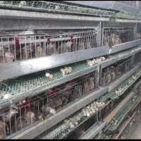 فروش تخم و جوجه بلدرچین