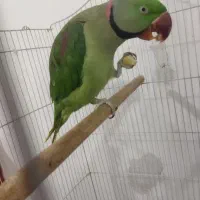 شاه طوطی