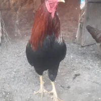 خروس چابهاری