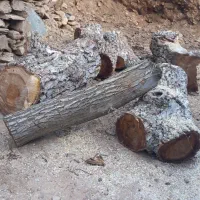 عنواع چوب خریدارم