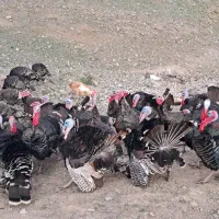 بوقلمون طبیعی تعداد 70|حیوانات مزرعه|بران, |دیوار