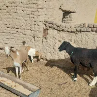 گوسفند|حیوانات مزرعه|زابل, |دیوار