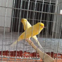 دو عدد قناری نر مست درشت و بلند
