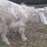 ۲ تا بزغاله شیری و بره و بز اوستن