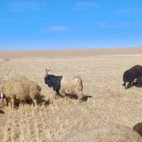 بز نر شیرازی شاخ انبوری