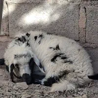 بره  تازه رگایی ماده