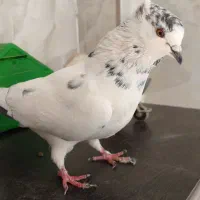 کبوتر|پرنده|شاهین‌شهر, نسیم ۵|دیوار