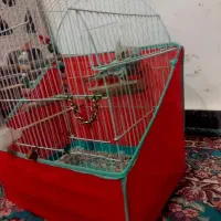 عروس هلندی