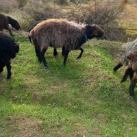 قوچ همو|حیوانات مزرعه|رونیز, |دیوار