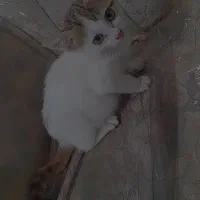 فروش گربه|گربه|خرمشهر, |دیوار