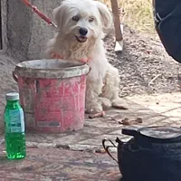 سگ پشمالو قشنگ باادب