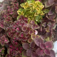 چشم اندازی زیبا|گل مصنوعی|خرمآباد, |دیوار