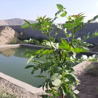 باغ۱۵۰۰ متری در بندچای