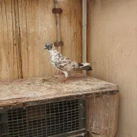 کبوتر پرشی بشرط