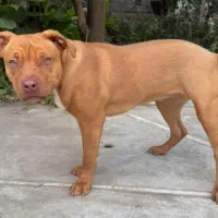 سگ پیت بول ۶ماهه