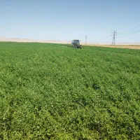 فروش یونجه