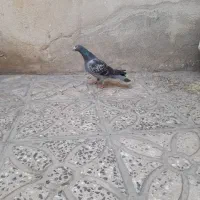 کبوترغریب گیر