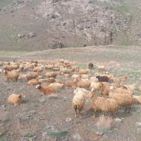 کارگر برای چوپانی