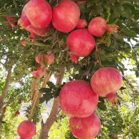 انار سالم فروش فوری