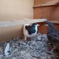 کفتر نرو ماده شهری|پرنده|شیراز, پودنک|دیوار