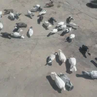 کبوتر رنگ وپرش
