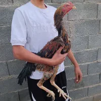 خروس اوشامو