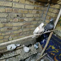 کاکلی|پرنده|خرمدره, |دیوار